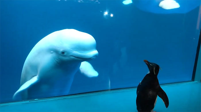 Penguins Meet Beluga Whales In A Closed Aquarium And It's Adorable How Curious They Are Penguins Meet Beluga Whales In A Closed Aquarium And It's Adorable How Curious They Are