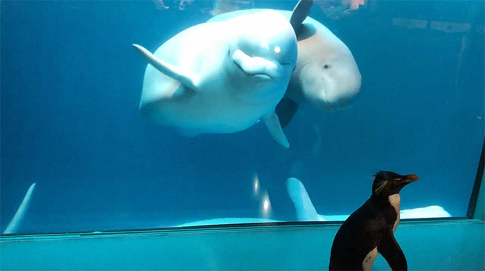 Penguins Meet Beluga Whales In A Closed Aquarium And It's Adorable How Curious They Are Penguins Meet Beluga Whales In A Closed Aquarium And It's Adorable How Curious They Are