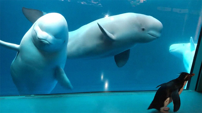 Penguins Meet Beluga Whales In A Closed Aquarium And It's Adorable How Curious They Are Penguins Meet Beluga Whales In A Closed Aquarium And It's Adorable How Curious They Are