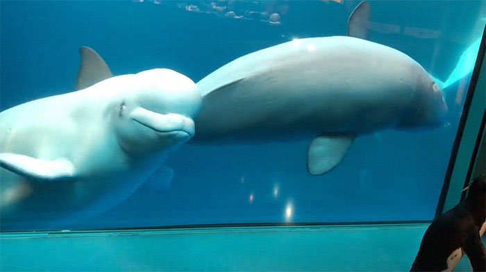 Penguins Meet Beluga Whales In A Closed Aquarium And It's Adorable How Curious They Are Penguins Meet Beluga Whales In A Closed Aquarium And It's Adorable How Curious They Are