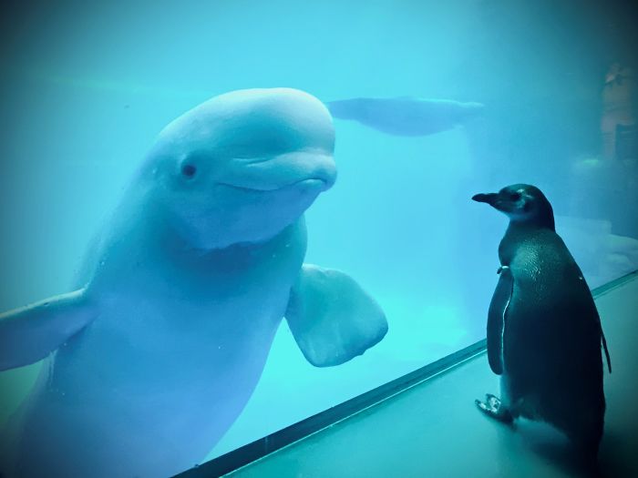 Penguins Meet Beluga Whales In A Closed Aquarium And It's Adorable How Curious They Are Penguins Meet Beluga Whales In A Closed Aquarium And It's Adorable How Curious They Are