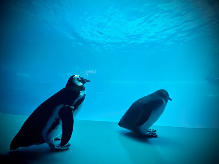 Penguins Meet Beluga Whales In A Closed Aquarium And It's Adorable How Curious They Are Penguins Meet Beluga Whales In A Closed Aquarium And It's Adorable How Curious They Are
