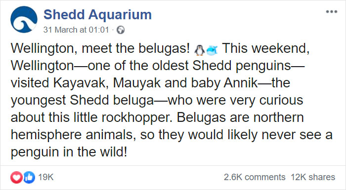 Penguins Meet Beluga Whales In A Closed Aquarium And It's Adorable How Curious They Are Penguins Meet Beluga Whales In A Closed Aquarium And It's Adorable How Curious They Are