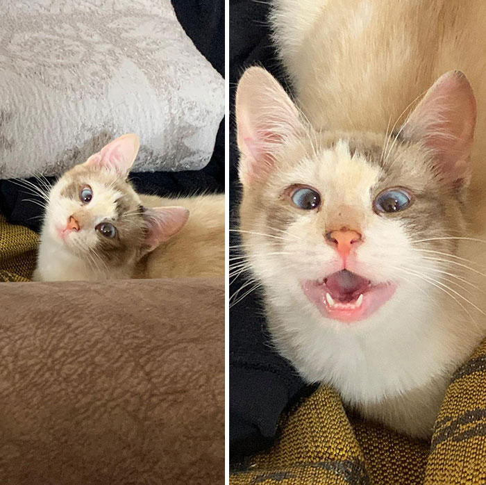 My Girlfriend Has This Rescued Cat, And I Think She's Cute