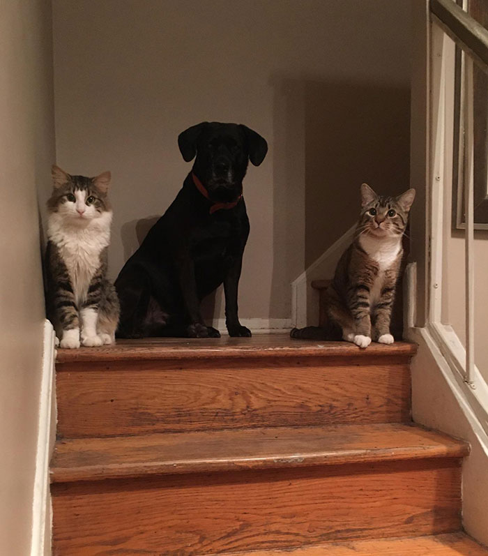 The Neighbours Wanted To Put Down This Dog Due To Being Very Aggressive. Instead, My Dad Adopted Him Into Our Family