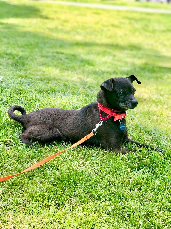 My Husband And I Adopted A Dog Today