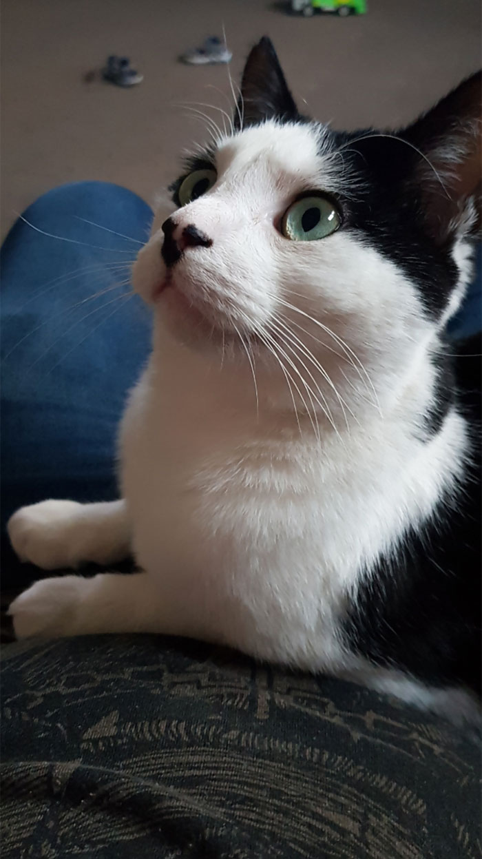 Just Adopted This Super Snuggly Boy To My Little Family, Archer