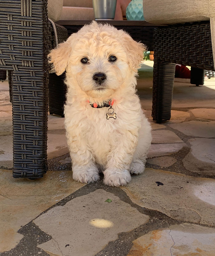 My Girlfriend And I Adopted A Puppy Today. Everyone Meet Rosie