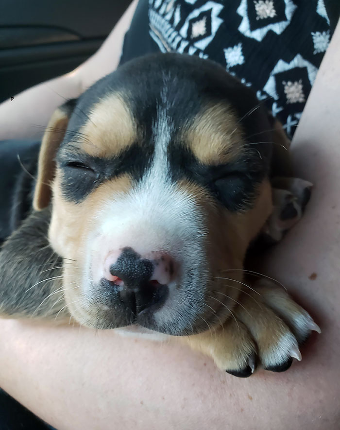 Meet Gumbo. Our Newly Adopted Pup