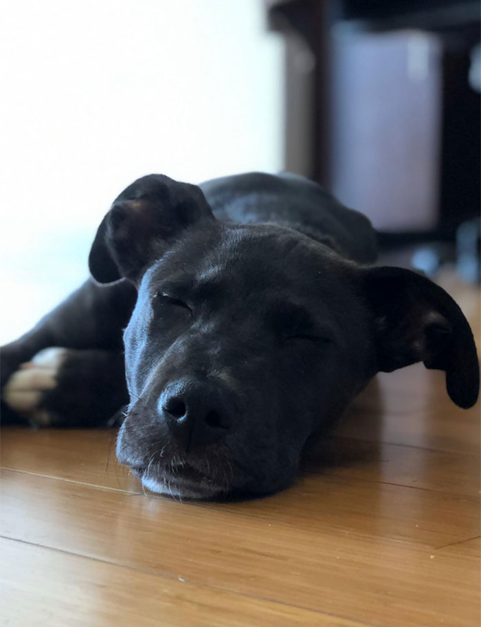 Adopted A Quarantine Buddy A Few Days Ago, I Think He's Settling In