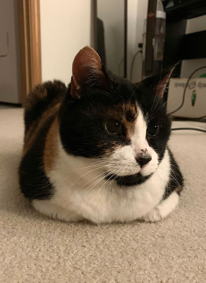 Meet Ruthie, Our Newly Adopted 10-Year-Old Roll