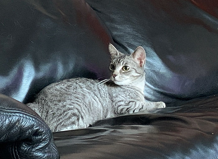 We Adopted Our First Cat Today. Her Name Is Molly, She's Almost 9 Months Old And Is Full Of Love And Cuddles. We Got Her From The Animal Shelter Across Our House