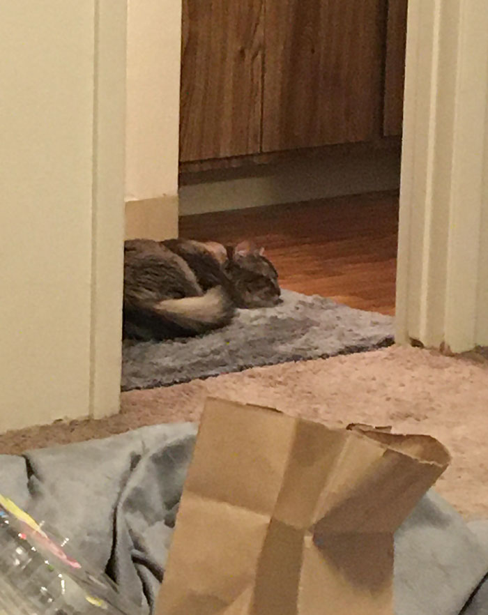 This Is Finn. I Adopted Him 2 Weeks Ago