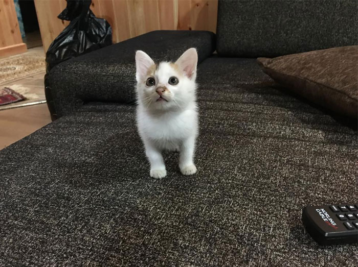 My Brother Just Adopted This Little Abandoned Cutie Pie Off The Street