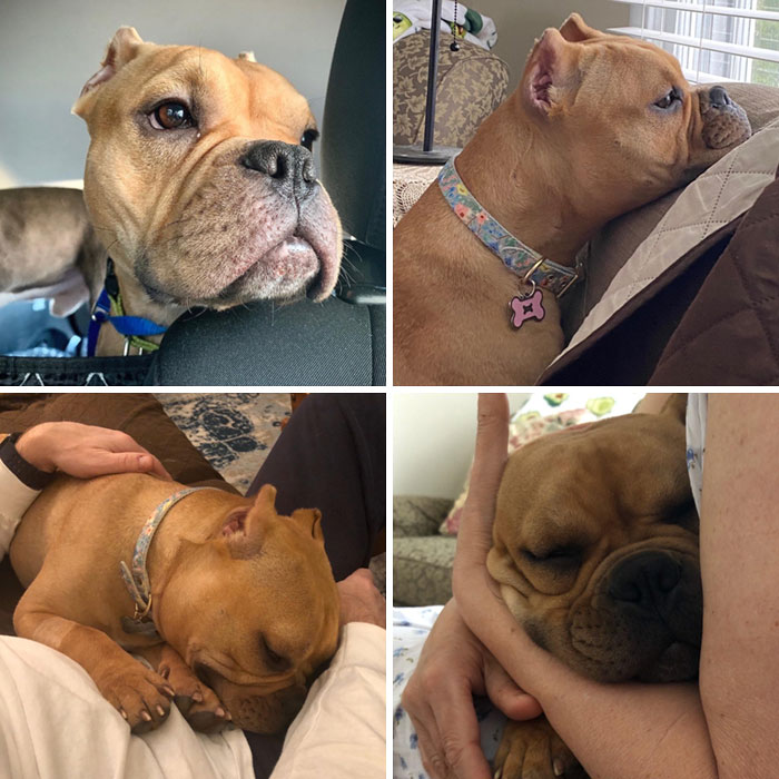 My Parents Adopted A Dog And I’m Obsessed With Her