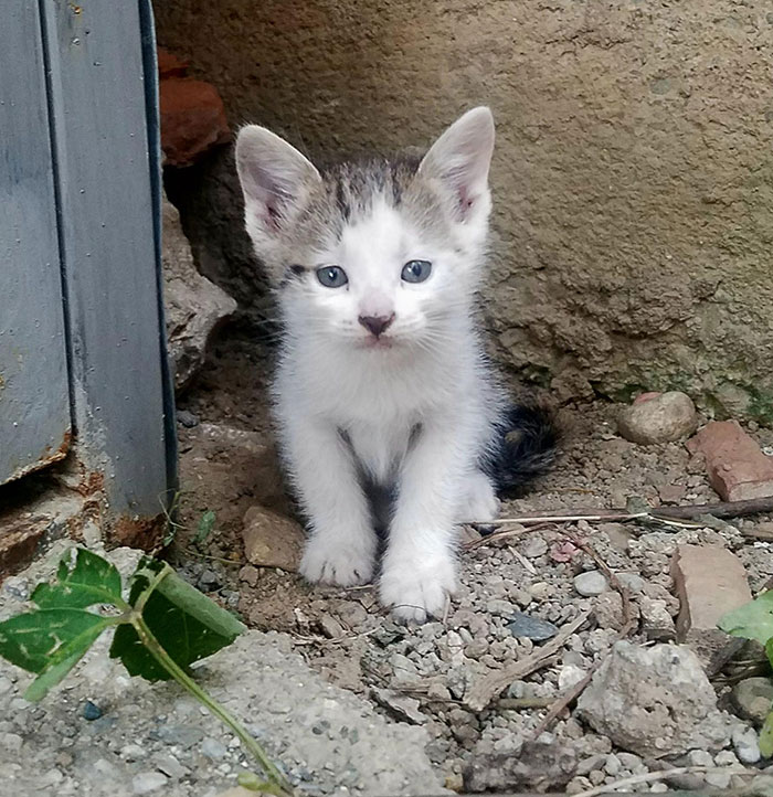 This Was The Day This Little Guy Found Me And Got Himself Adopted