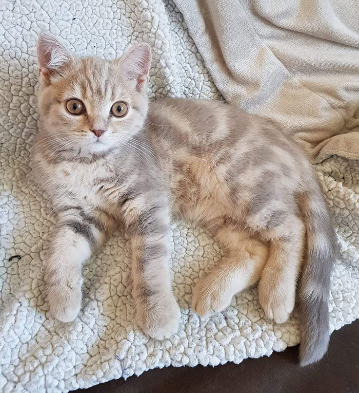 This Little Girl We Found In A Cardboard Box