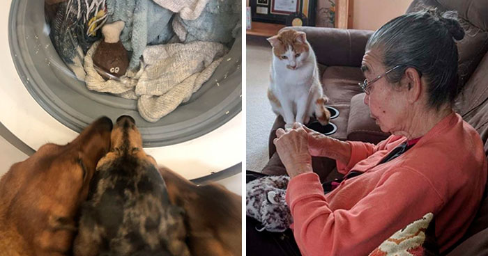 18 Mascotas que no pueden separarse de sus juguetes favoritos y los vigilan constantemente