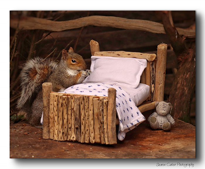 Photographer Makes A Tiny Bed For A Squirrel That Frequents Her Garden, Snaps These 11 Cute Pictures