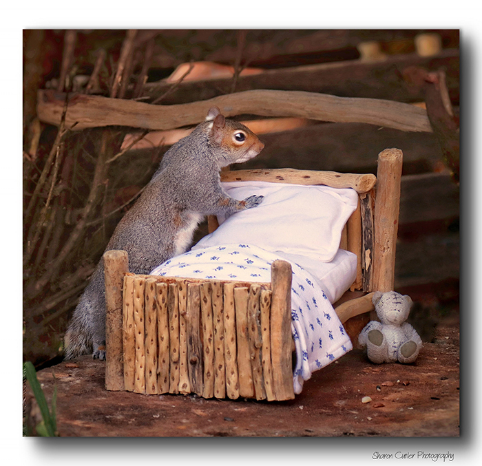 Photographer Makes A Tiny Bed For A Squirrel That Frequents Her Garden, Snaps These 11 Cute Pictures Photographer Makes A Tiny Bed For A Squirrel That Frequents Her Garden, Snaps These 11 Cute Pictures