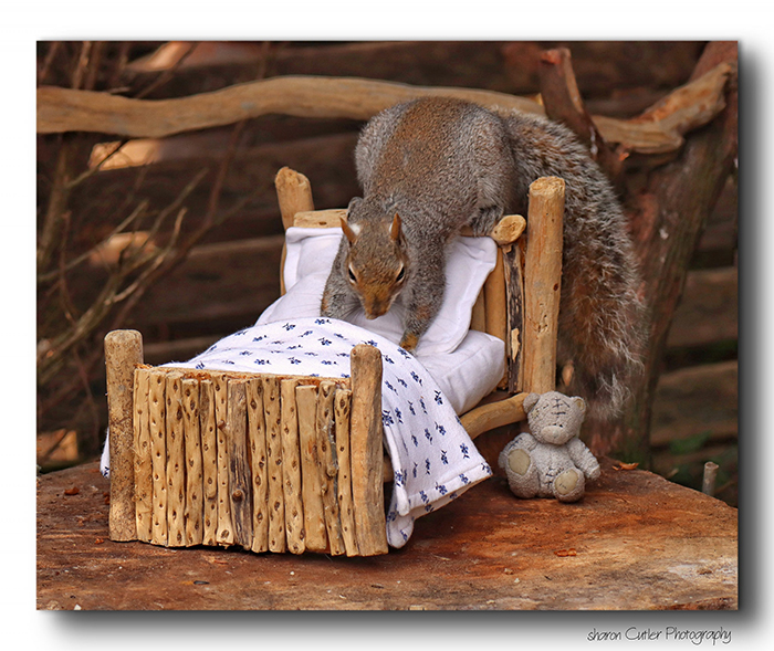 Photographer Makes A Tiny Bed For A Squirrel That Frequents Her Garden, Snaps These 11 Cute Pictures Photographer Makes A Tiny Bed For A Squirrel That Frequents Her Garden, Snaps These 11 Cute Pictures