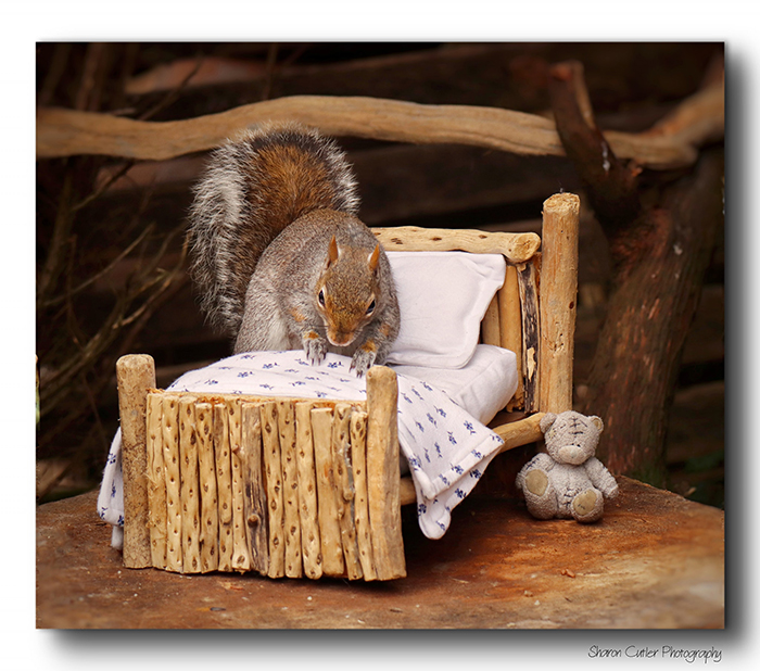 Photographer Makes A Tiny Bed For A Squirrel That Frequents Her Garden, Snaps These 11 Cute Pictures
