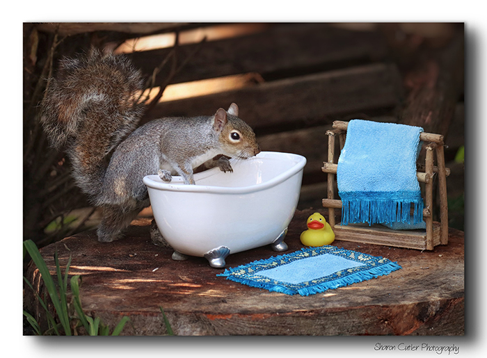 Photographer Makes A Tiny Bed For A Squirrel That Frequents Her Garden, Snaps These 11 Cute Pictures Photographer Makes A Tiny Bed For A Squirrel That Frequents Her Garden, Snaps These 11 Cute Pictures