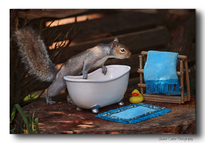 Photographer Makes A Tiny Bed For A Squirrel That Frequents Her Garden, Snaps These 11 Cute Pictures Photographer Makes A Tiny Bed For A Squirrel That Frequents Her Garden, Snaps These 11 Cute Pictures
