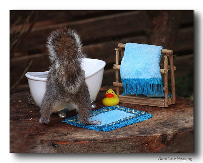 Photographer Makes A Tiny Bed For A Squirrel That Frequents Her Garden, Snaps These 11 Cute Pictures