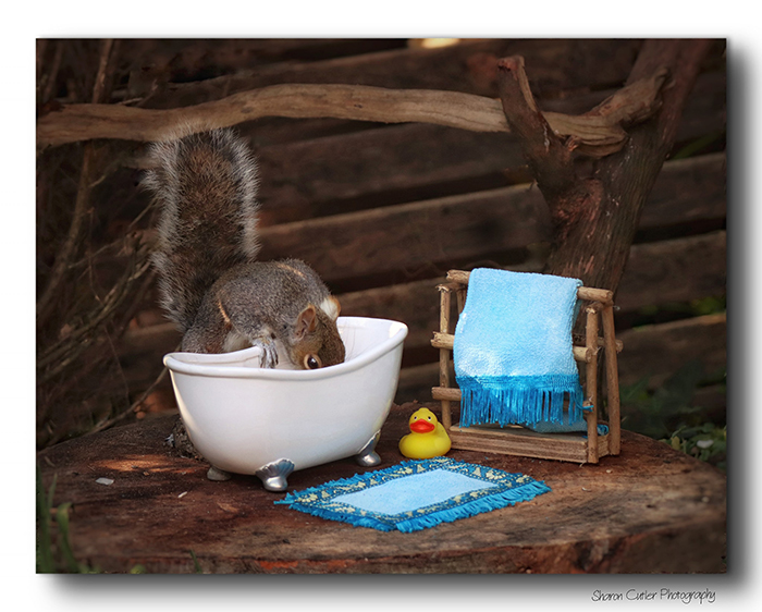 Photographer Makes A Tiny Bed For A Squirrel That Frequents Her Garden, Snaps These 11 Cute Pictures