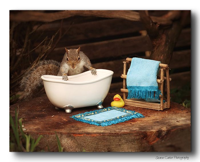 Photographer Makes A Tiny Bed For A Squirrel That Frequents Her Garden, Snaps These 11 Cute Pictures