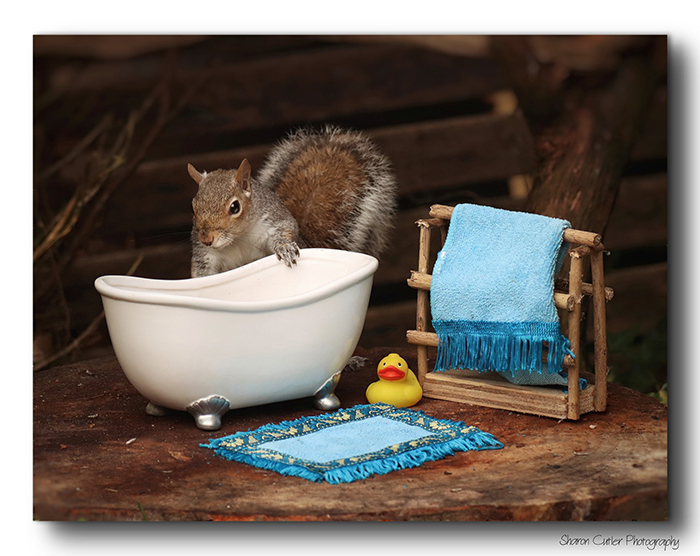 Photographer Makes A Tiny Bed For A Squirrel That Frequents Her Garden, Snaps These 11 Cute Pictures