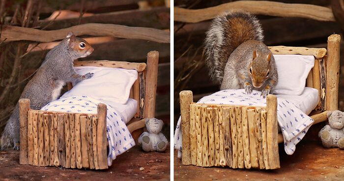 Photographer Makes A Tiny Bed For A Squirrel That Frequents Her Garden, Snaps These 11 Cute Pictures