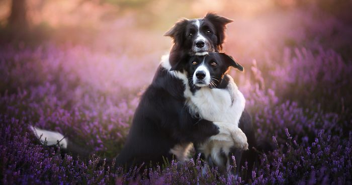 I Capture The Pure Happiness Of Dogs All Over The World In My Photographs (30 New Pics)