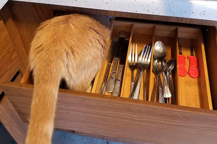 Esta dueña decide documentar cada vez que su gato Oliver se mete donde no debe (19 fotos)