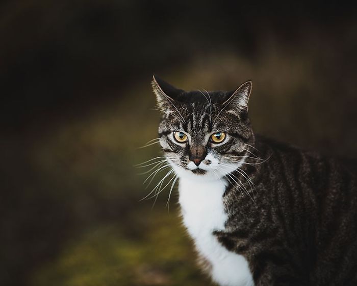 Woman Buys Her Cat A Professional Photoshoot, Has Zero Regrets (17 Pics) Woman Buys Her Cat A Professional Photoshoot, Has Zero Regrets (17 Pics)