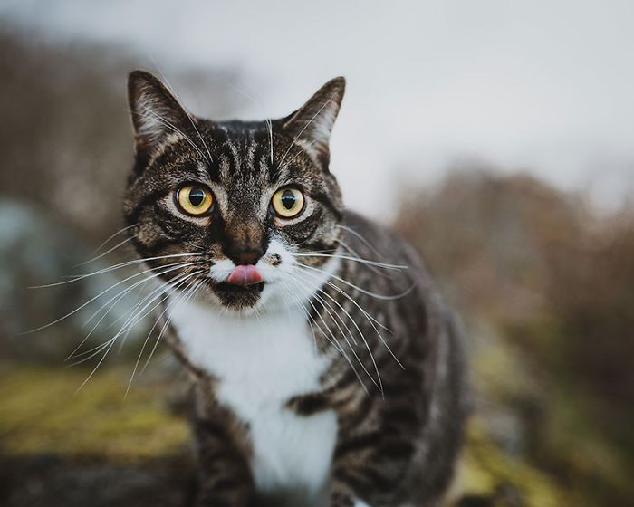 Woman Buys Her Cat A Professional Photoshoot, Has Zero Regrets (17 Pics) Woman Buys Her Cat A Professional Photoshoot, Has Zero Regrets (17 Pics)