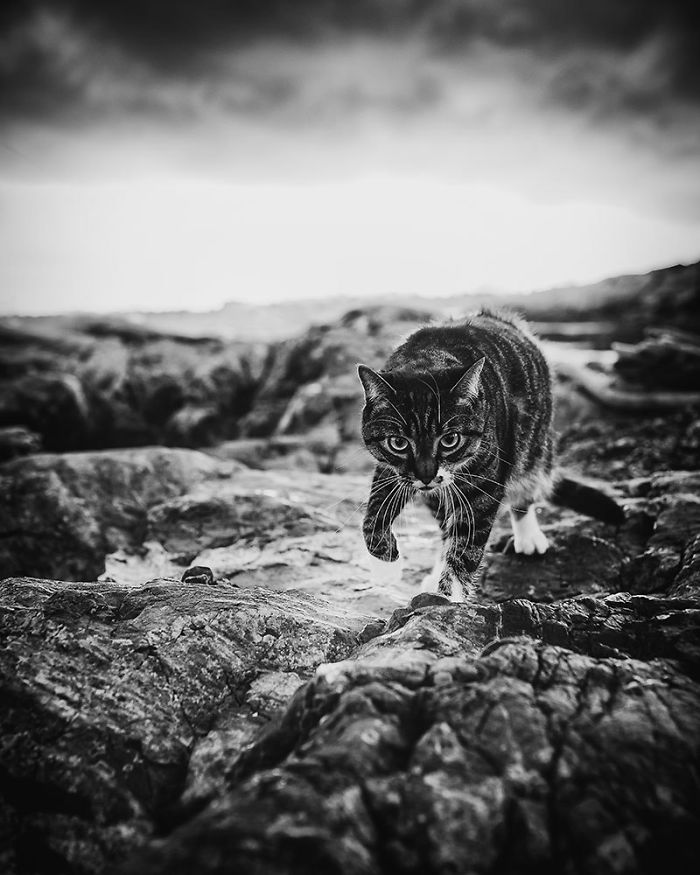 Woman Buys Her Cat A Professional Photoshoot, Has Zero Regrets (17 Pics) Woman Buys Her Cat A Professional Photoshoot, Has Zero Regrets (17 Pics)