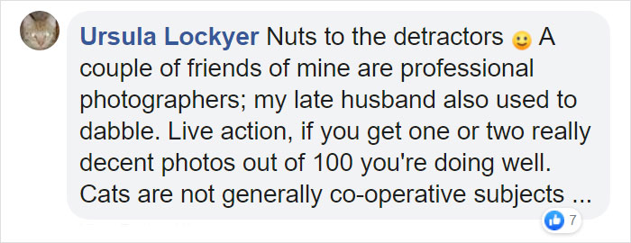 Woman Buys Her Cat A Professional Photoshoot, Has Zero Regrets (17 Pics)