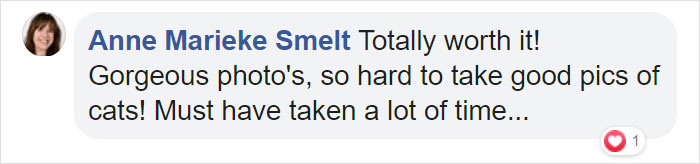 Woman Buys Her Cat A Professional Photoshoot, Has Zero Regrets (17 Pics)