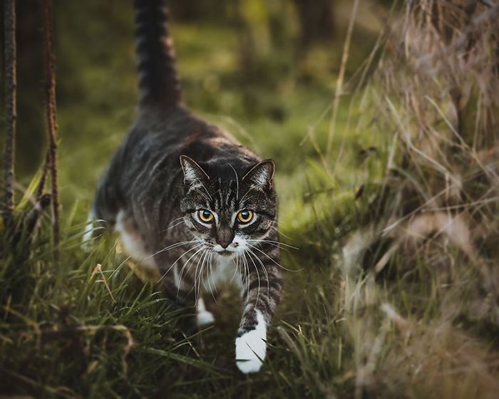 Woman Buys Her Cat A Professional Photoshoot, Has Zero Regrets (17 Pics) Woman Buys Her Cat A Professional Photoshoot, Has Zero Regrets (17 Pics)