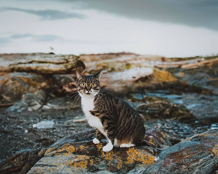 Woman Buys Her Cat A Professional Photoshoot, Has Zero Regrets (17 Pics) Woman Buys Her Cat A Professional Photoshoot, Has Zero Regrets (17 Pics)