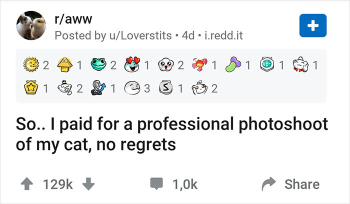 Woman Buys Her Cat A Professional Photoshoot, Has Zero Regrets (17 Pics) Woman Buys Her Cat A Professional Photoshoot, Has Zero Regrets (17 Pics)