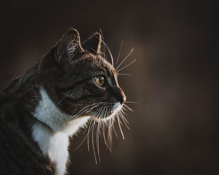 Woman Buys Her Cat A Professional Photoshoot, Has Zero Regrets (17 Pics) Woman Buys Her Cat A Professional Photoshoot, Has Zero Regrets (17 Pics)