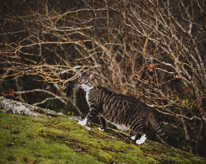 Woman Buys Her Cat A Professional Photoshoot, Has Zero Regrets (17 Pics) Woman Buys Her Cat A Professional Photoshoot, Has Zero Regrets (17 Pics)