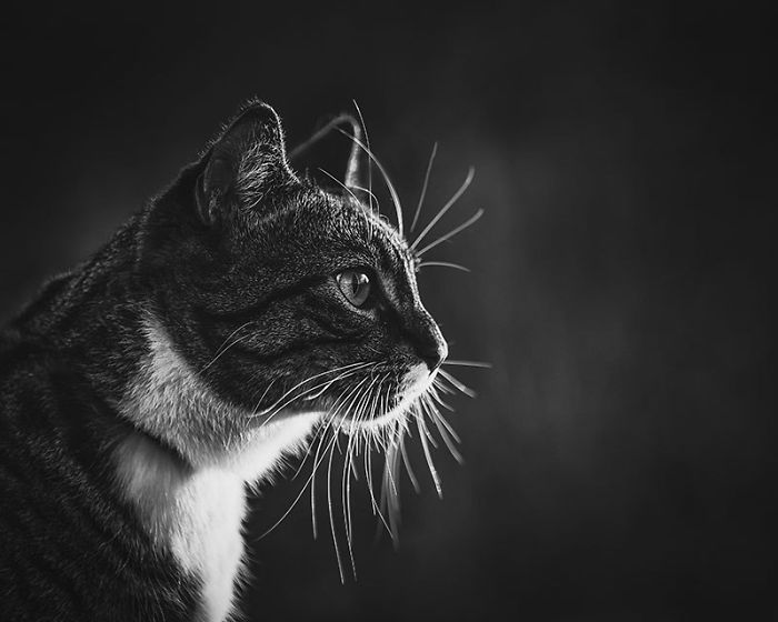 Woman Buys Her Cat A Professional Photoshoot, Has Zero Regrets (17 Pics) Woman Buys Her Cat A Professional Photoshoot, Has Zero Regrets (17 Pics)