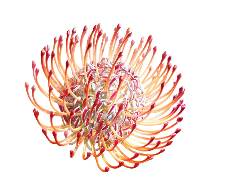 I Paint Crazy Alien Flowers In Watercolor I Paint Crazy Alien Flowers In Watercolor