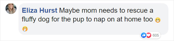 Dog Finds The Fluffiest Dogs In Daycare So She Can Nap On Them