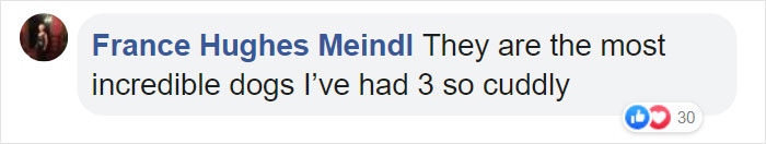 Dog Finds The Fluffiest Dogs In Daycare So She Can Nap On Them