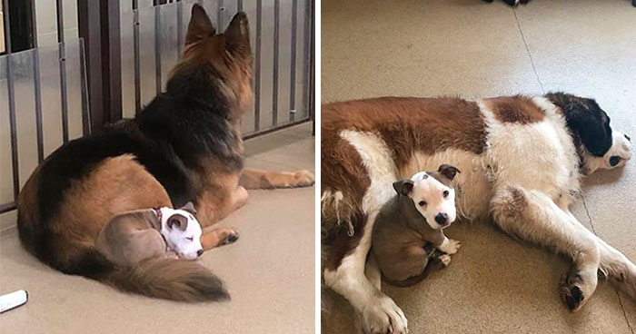 Este perro busca a los perros más peludos de la guardería para echarse la siesta con ellos